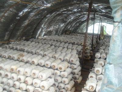 經(jīng)過(guò)殺蟲燈防治后的食用菌大棚